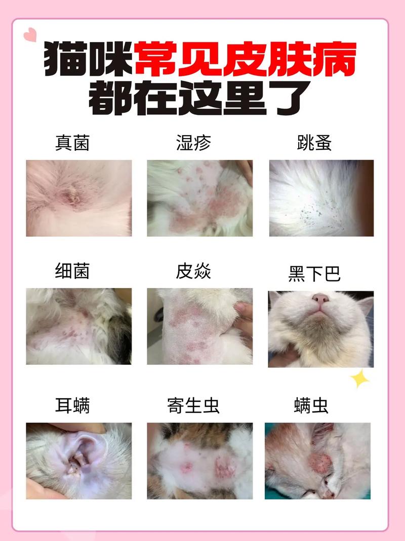 貓皮膚病深度探究，畢業課題之旅