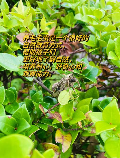 畢業論文毛蟲，一段成長的蛻變之旅